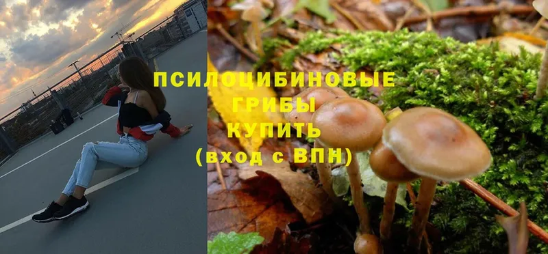 Псилоцибиновые грибы Psilocybe  Белозерск 